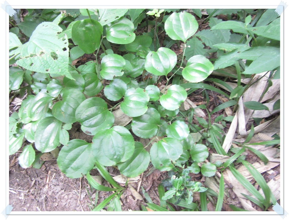 オープニングは、年長　百合組のマーチングからスタートです。緊張してドキドキの様子。