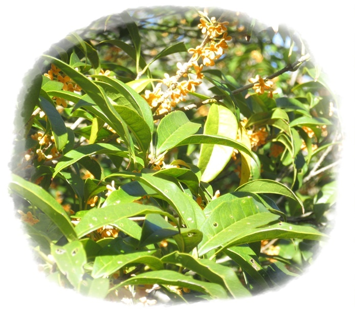 オープニングは、年長　百合組のマーチングからスタートです。緊張してドキドキの様子。