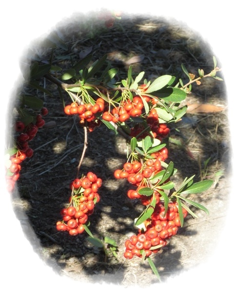 オープニングは、年長　百合組のマーチングからスタートです。緊張してドキドキの様子。